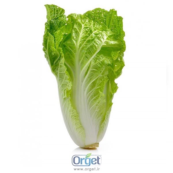 کاهو ارگانیک آبگینه کاهو ارگانیک آبگینه